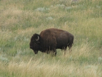 Bison on the trail